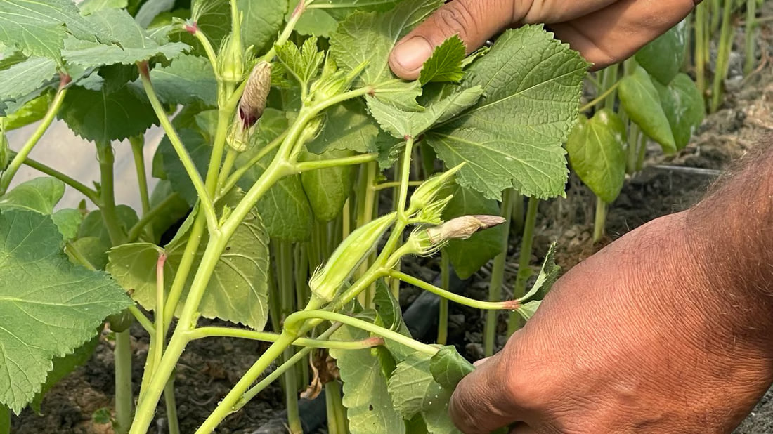 Basra okra fetching $13 per kilo