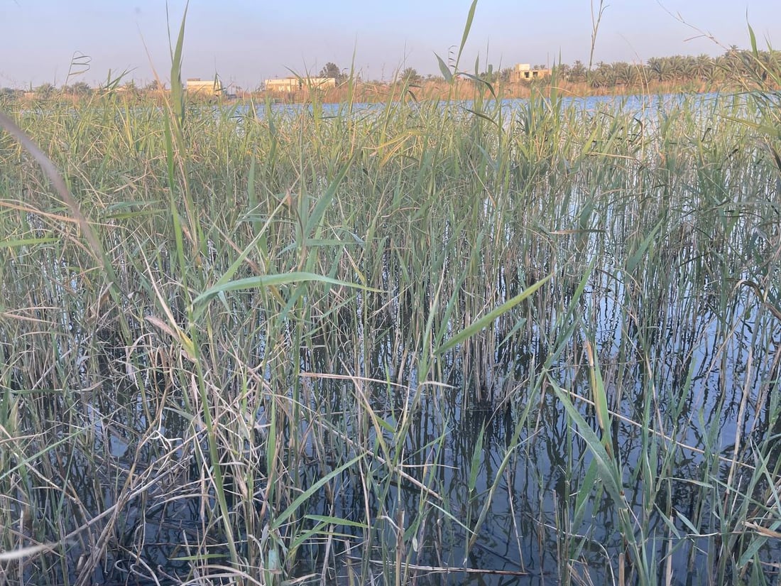 لكل قوي نهاية.. ماتت أسماك البلطي العنيدة في فرات البصرة والصيادون سعداء! (صور)