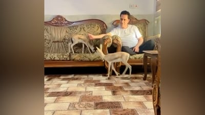 شاهد: تقفز وتقفز هذه الغزلان الصحراوية.. رجل من أربيل تغيرت حياته مع “الريم”