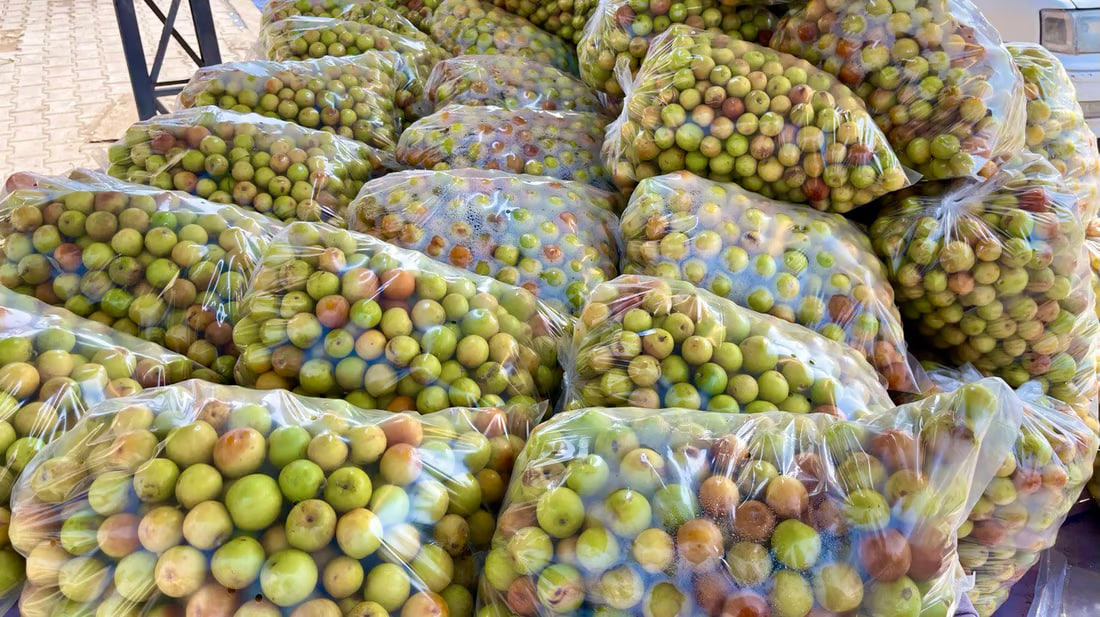 Basra’s nabq fruit draws traders as production booms and exports increase