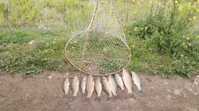 Sulaymaniyah environment police crack down on illegal fishing