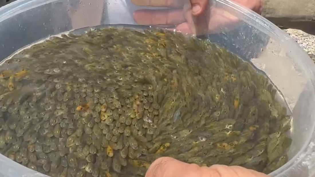 پڕۆژەی بەرهەمهێنانی پەنجەماسی دوکان دەخرێتەوە کار