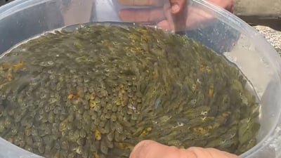 پڕۆژەی بەرهەمهێنانی پەنجەماسی دوکان دەخرێتەوە کار