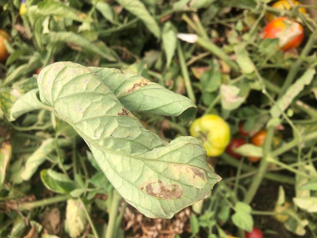 ئەندازیارێکی کشتوکاڵی هۆشداری بە جوتیارانی پێنجوێن دەدات دوای بارانبارین