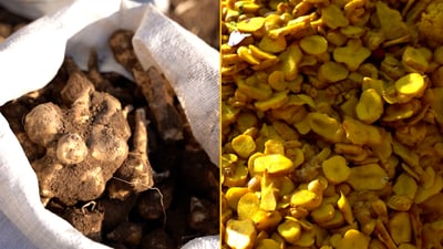 Mosul farmers harvest prized ‘ground apple,’ fueling city’s pickle tradition