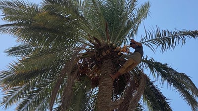 صور: أبو غريب تشكر السماء بعد گصاص التمور.. أفضل بكثير من العام الماضي