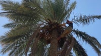 صور: أبو غريب تشكر السماء بعد گصاص التمور.. أفضل بكثير م