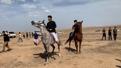 فيديو: الكحيلة سبقت الشيخة وشامان في زمار.. 23 فارساً تسابقوا بخيولهم العربية