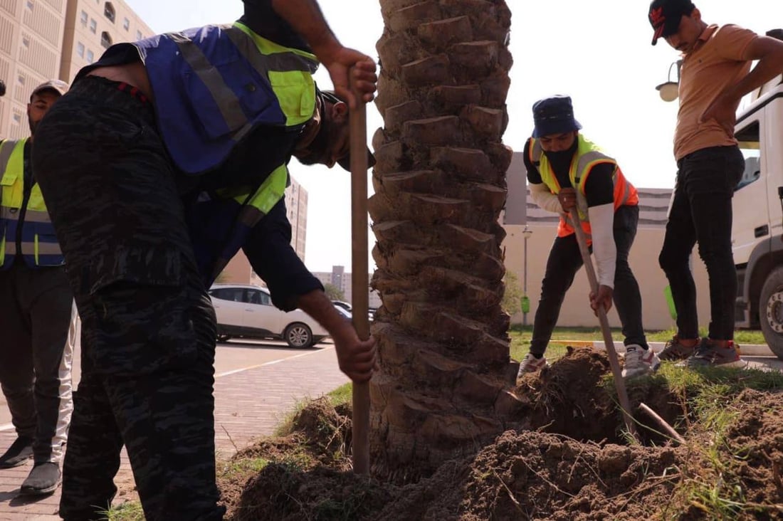 صور: سكان بسماية يزرعون النخيل والثيل قبل الصيف.. “الحياة أجمل الآن”