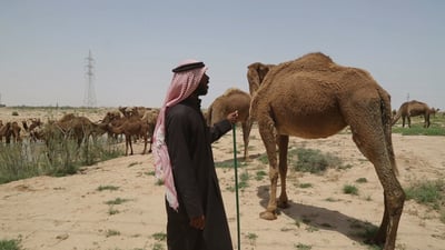 “ننحر البر ونمشي على هواها”.. إبل السماوة تشد الرحال إلى مراع جديدة (فيديو)