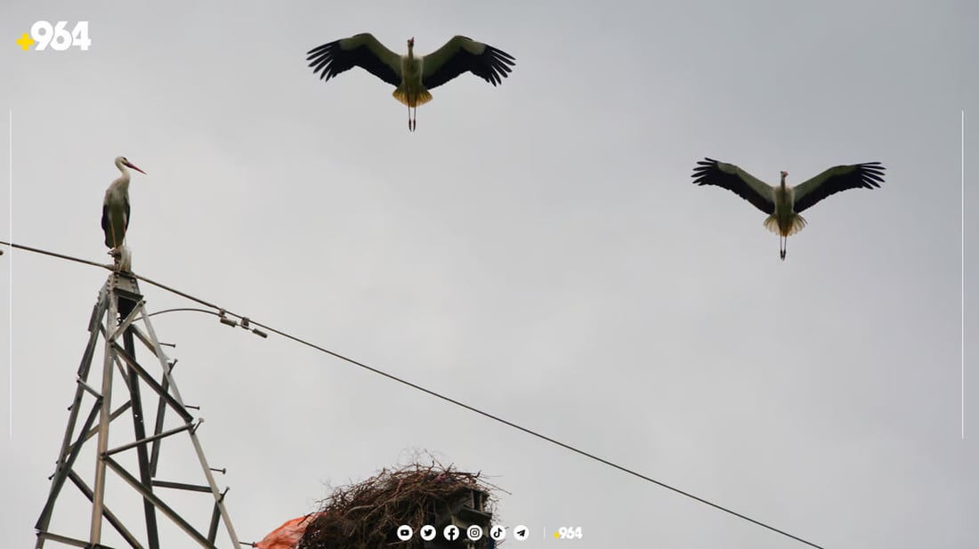 صور من السليمانية: اللقلق يبنى الأعشاش على أبراج الكهرباء.. سيهاجر بعد 8 شهور
