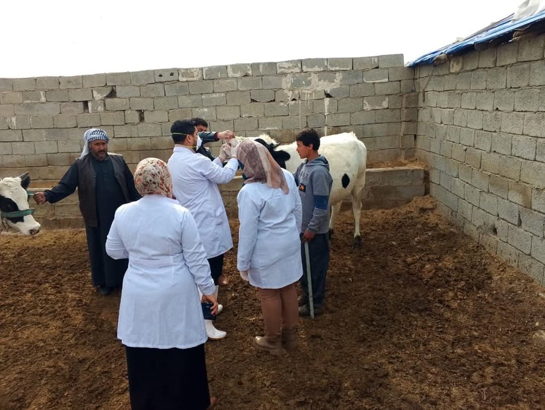 لە خورماتوو ئامادەکاری دەکرێت بۆ رووبەڕووبوونەوەی ڤایرۆسی FMD