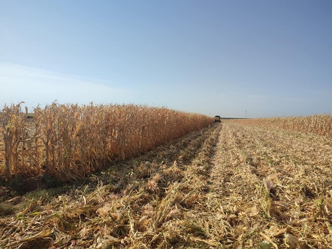 دروێنه‌ى گه‌نمه‌شامی لە مه‌خمور ده‌ستيپێكرد
