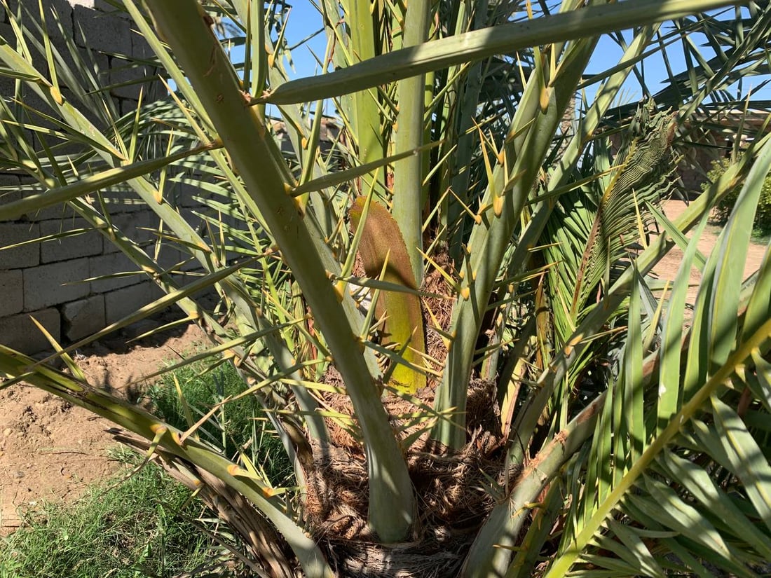 النخيل أصبح طويلاً والفلاح يتهرب من رعايته: لن نتسلق 20 متراًً في أبو غريب