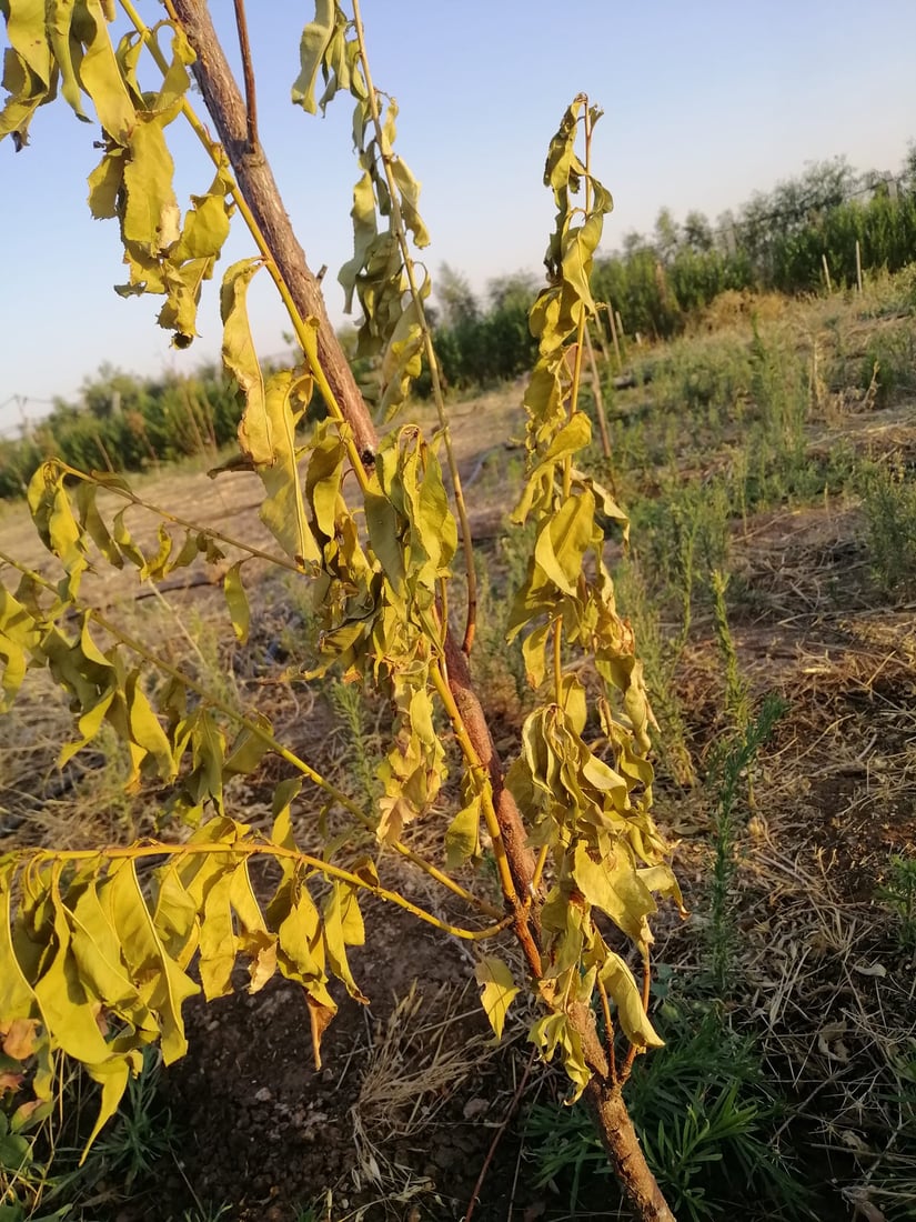 ژمارەیەک دار سیس بوون؛ گەرمایە و کرمیش لەناوە