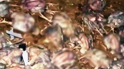 Fire kills 10,000 chicks at poultry farm