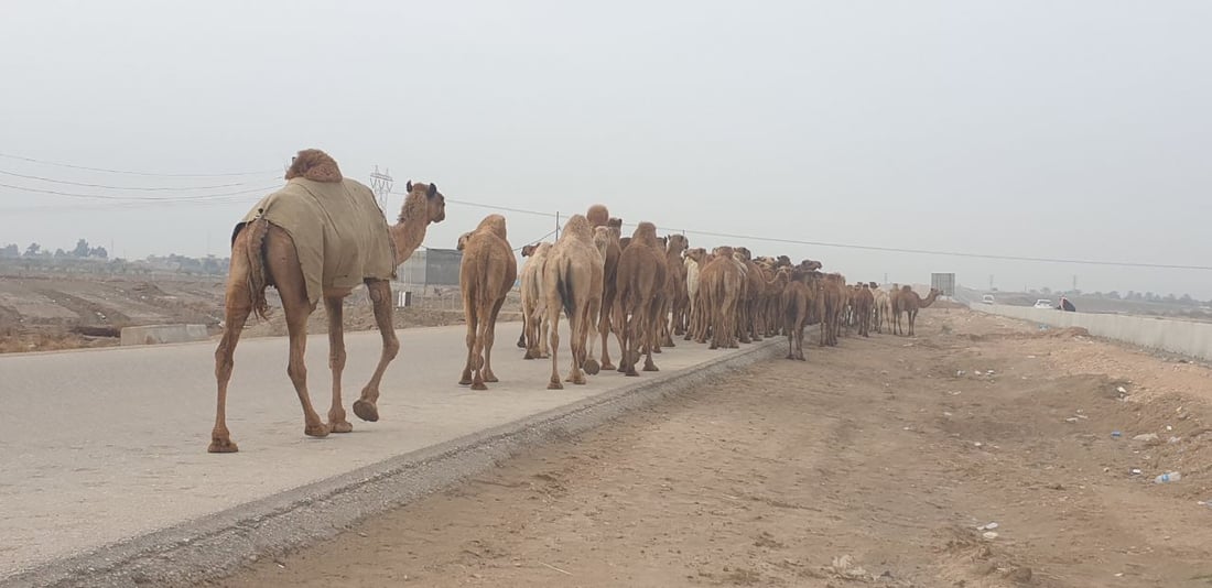 صور: إبل السماوة تبدأ رحلة الشتاء وتقطع 300 كم باتجاه السعودية