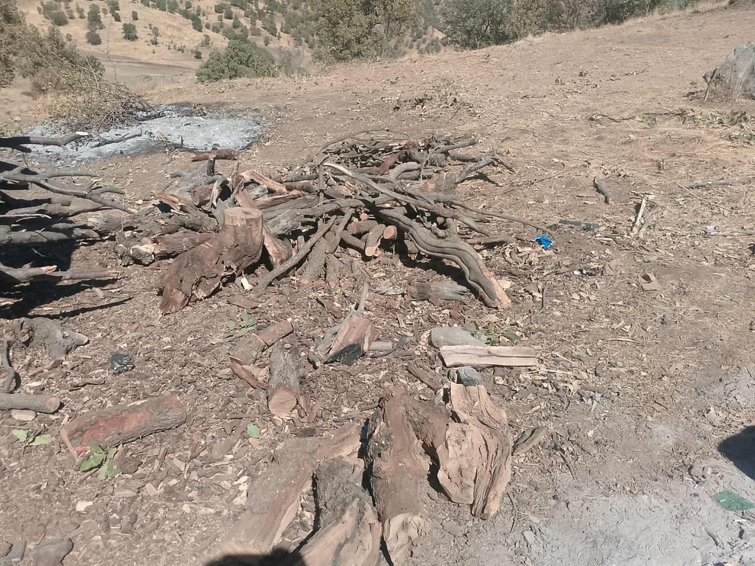 چوار تەوربەدەست بە پێکابێک داری تەڕەوە دەستگیر کران