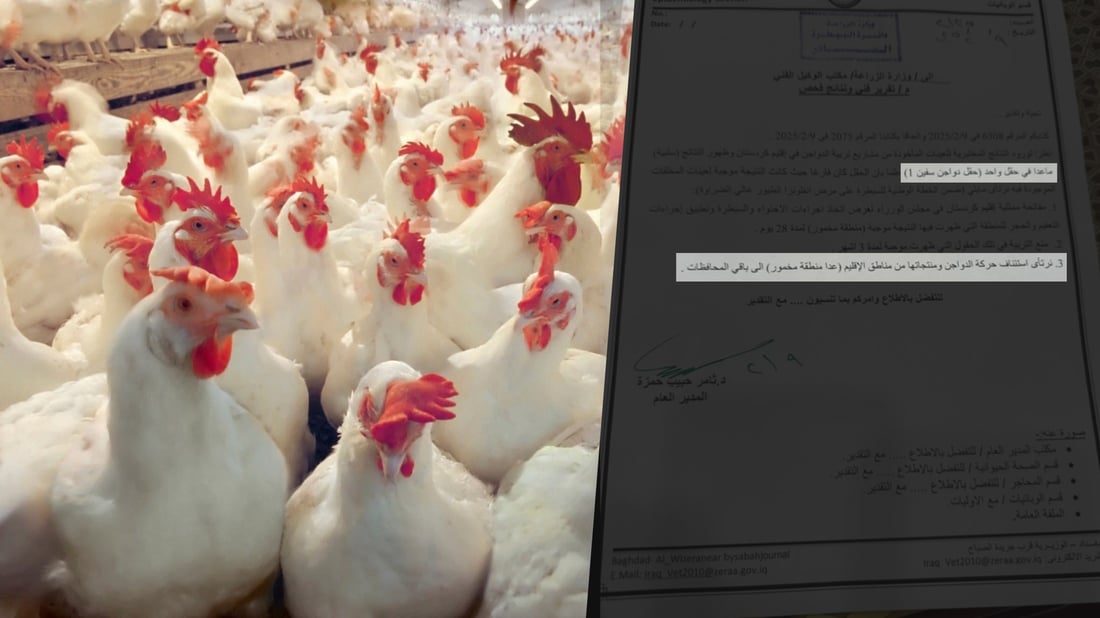 مه‌خمور ره‌تی ده‌كاته‌وه‌ هیچ كێڵگه‌یه‌كى په‌له‌وه‌رییان به‌ هۆى ئەنفلۆنزاوه‌ داخرابێت
