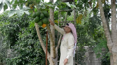 ماذا فعلت يا أبو مانع.. ثمار بابايا عملاقة و15 ألف شتلة في صلاح الدين (فيديو)