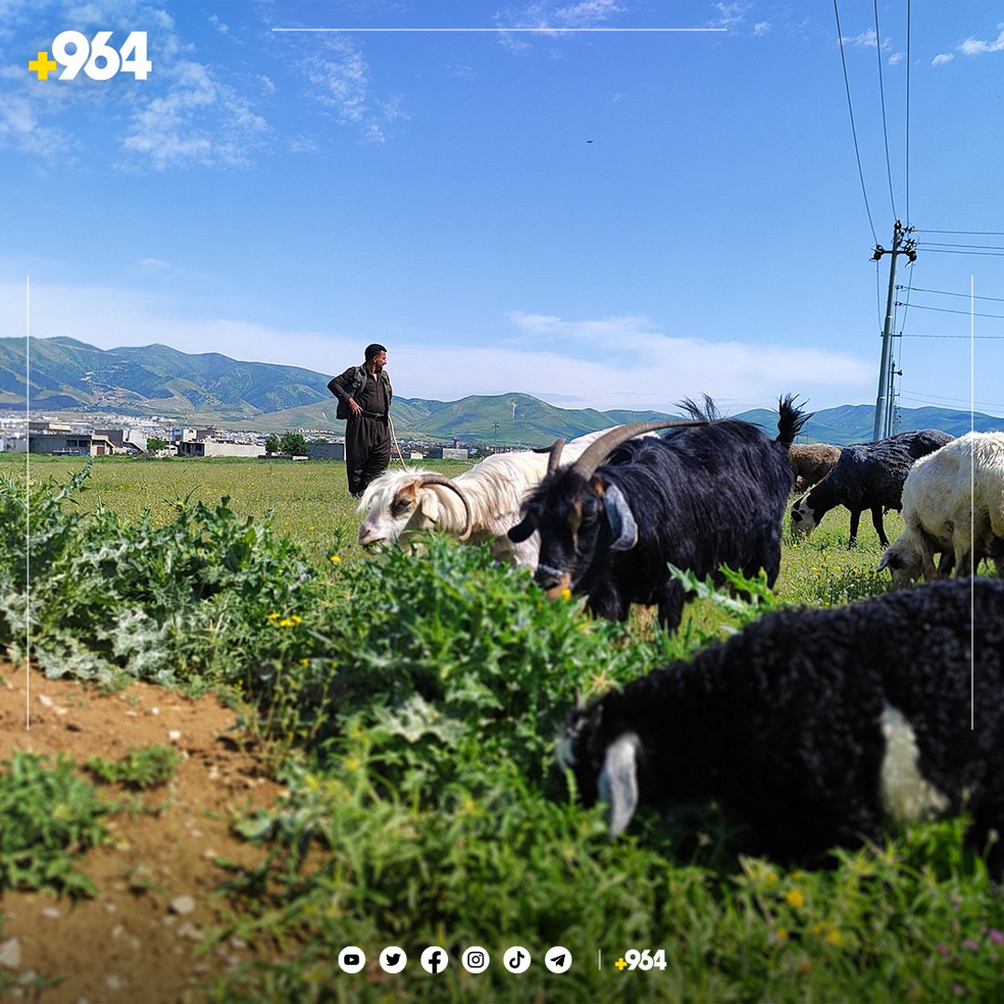 ئەمساڵ دەشتی شارەزوور سفرەیەکی رازاوەی بۆ خوانی ئاژەڵەکان راخستووە