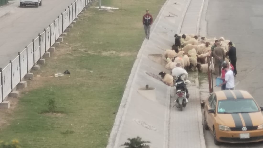 لعبة القط والفأر لا تتوقف.. “جوبة حي صدام” عادت فور انتهاء الحملة (صور)