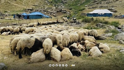 مواشي عقرة لم تمرض منذ 5 سنوات والأعداد ارتفعت إلى 150 ألفاً