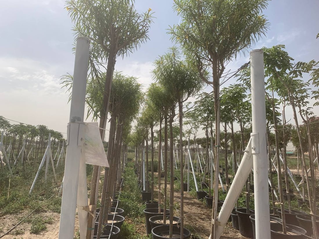 قد لا يعرفها كثير من أهل بغداد.. “العدوانية” البعيدة مصدر نباتات المطار النادرة