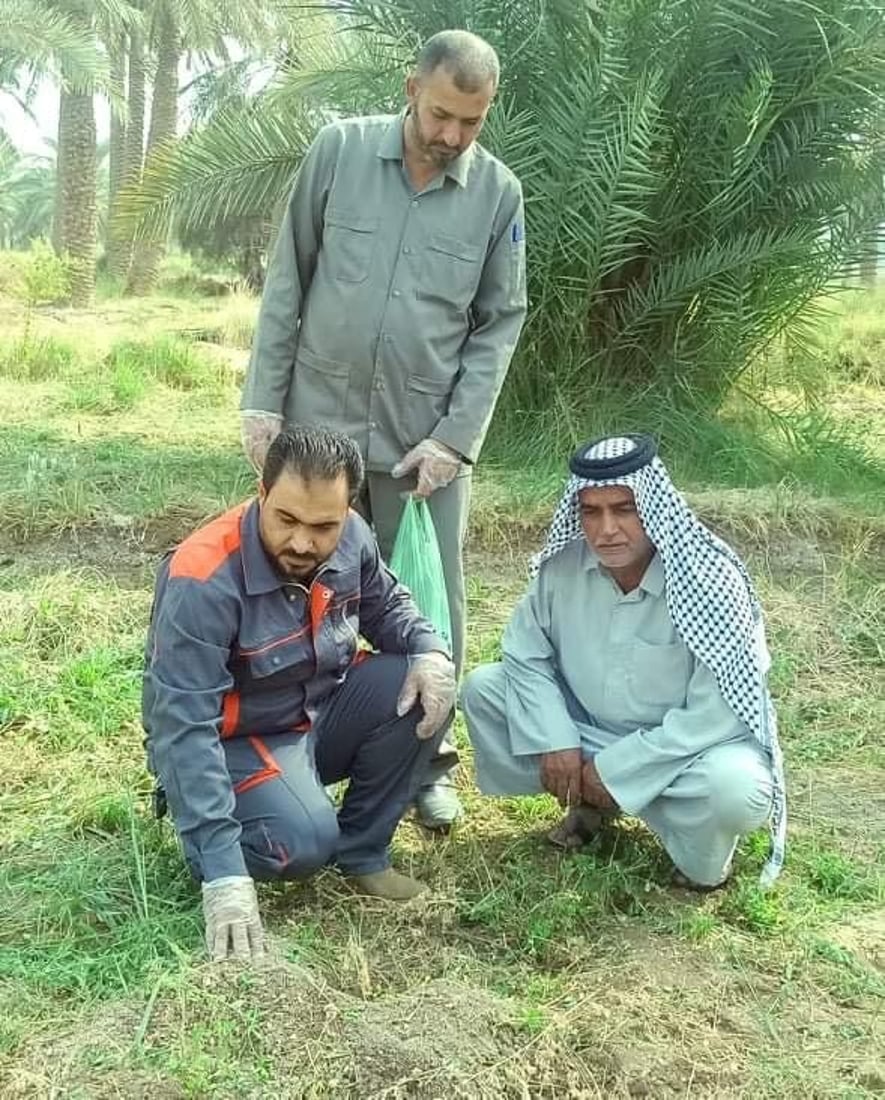 بابل تستخدم مبيد “ستورم” لمكافحة “الجرذ النرويجي” في البساتين