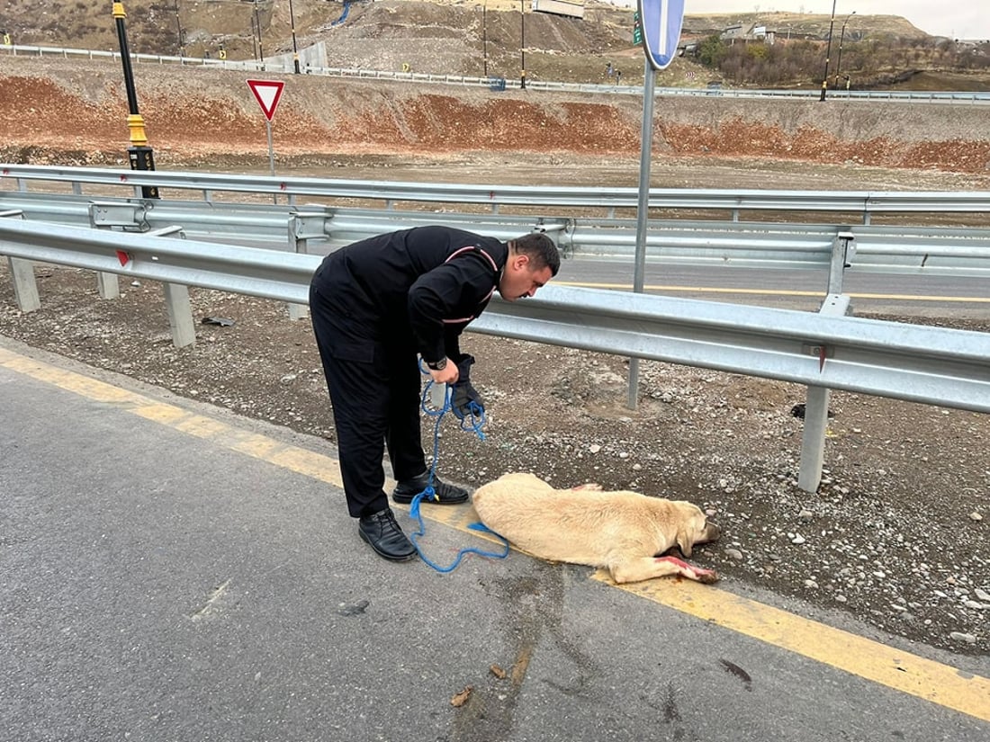 بەرگریی شارستانیی سۆران هەر مرۆڤەکان رزگار ناکات؛ بەهانای ئاژەڵەکانیشەوە دەچن