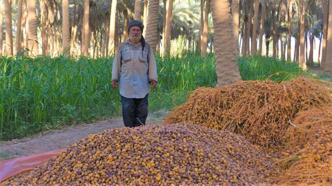 صور من بساتين حديثة: موجات الغبار خفضت سعر تمور الـ “بربن” إلى 2000 دينار!