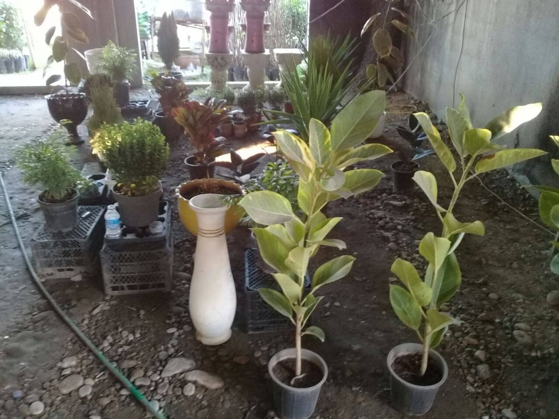 صور: بائع زهور يحوّل مدرسة في آلتون كوبري إلى مشتل.. ”مهجورة منذ 12 عاماً“