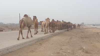 صور: إبل السماوة تبدأ رحلة الشتاء وتقطع 300 كم باتجاه السعودية