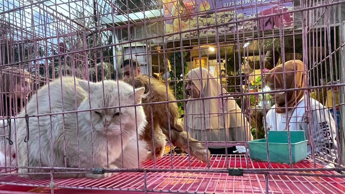 Pet ownership and gifts on the rise in Baqubah