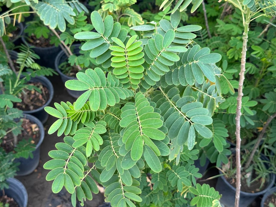 أوكسجين وخضرة دائمة.. سمعة “السبحبح” تزيح “الكاربس” السيء عن شوارع الكوت (صور)