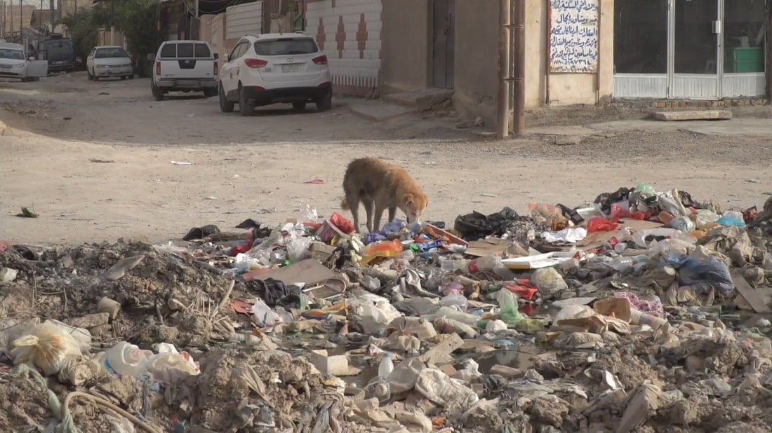 بابل تريد صياداً و”خراطيش” لمكافحة الكلاب السائبة.. والبيطرة “ترعى ولا تقتل”