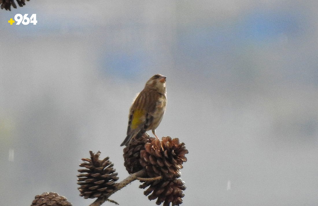 باڵنده‌ كۆچه‌رییه‌كان لە هه‌رێمی كوردستانه‌وه‌ ده‌چنه‌ ناوچه‌ سارده‌كان