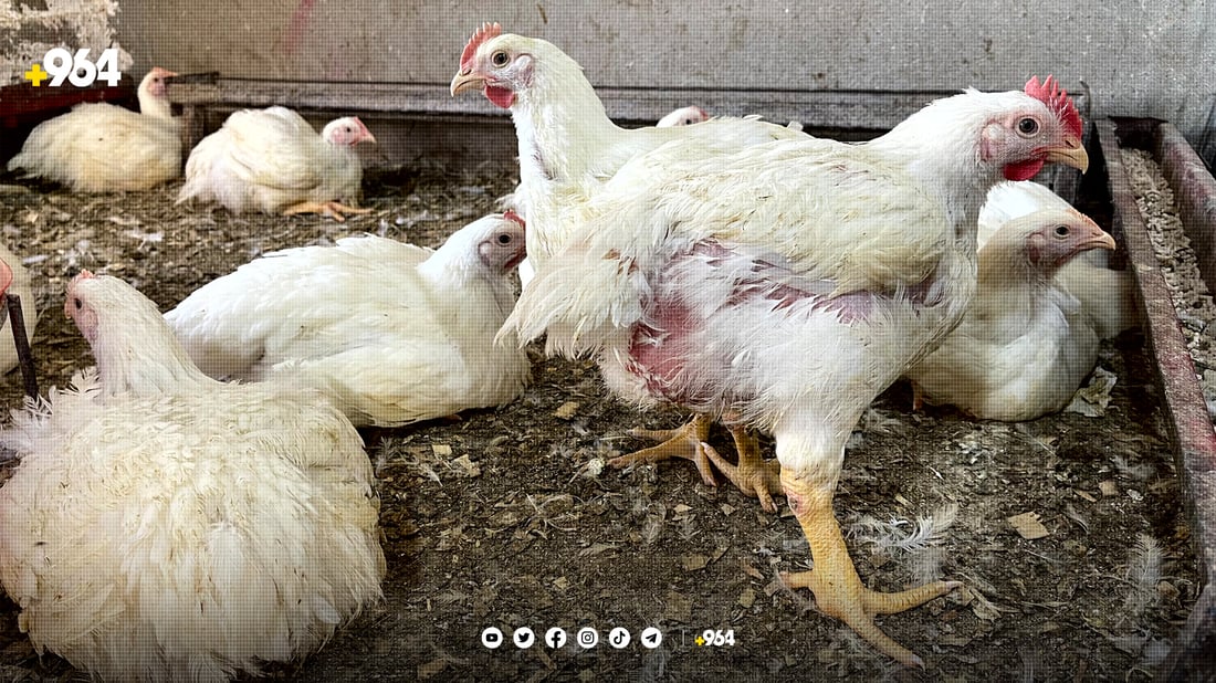 مریشکی “قلرخ” کێبڕکێی نرخی بازاڕ دەکات