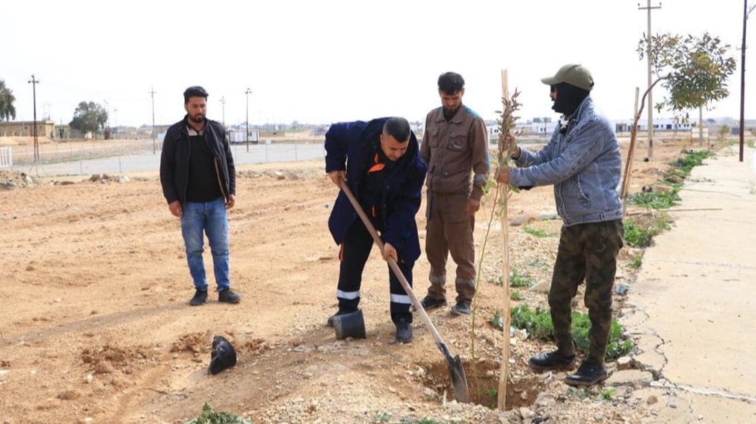 سنجار تزرع 200 شجرة أوكالبتوس.. من حي “روژهلات” إلى “تل القصب”