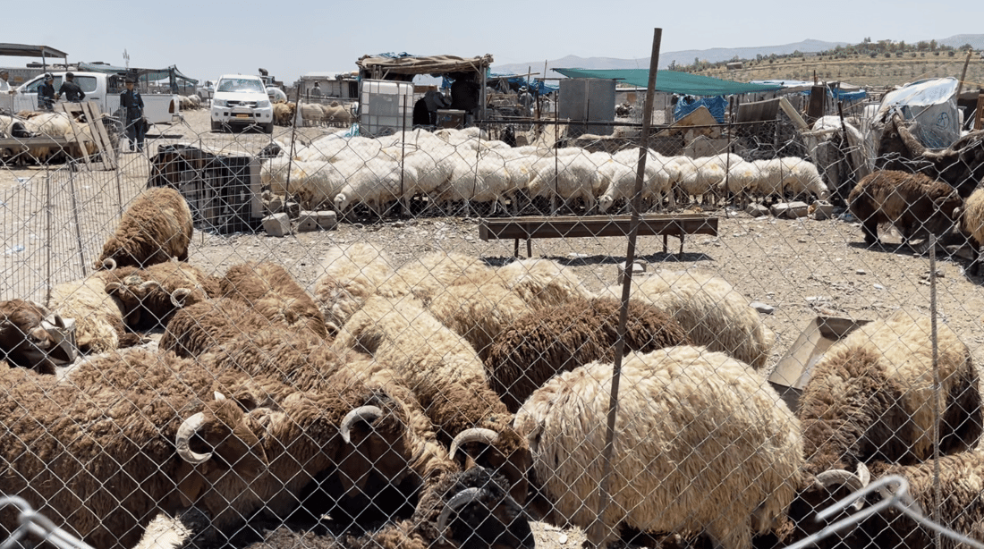 ژمارەیەک لە کاسبکارانی مەیدانی ئاژەڵانی سلێمانی دەستگیر کران