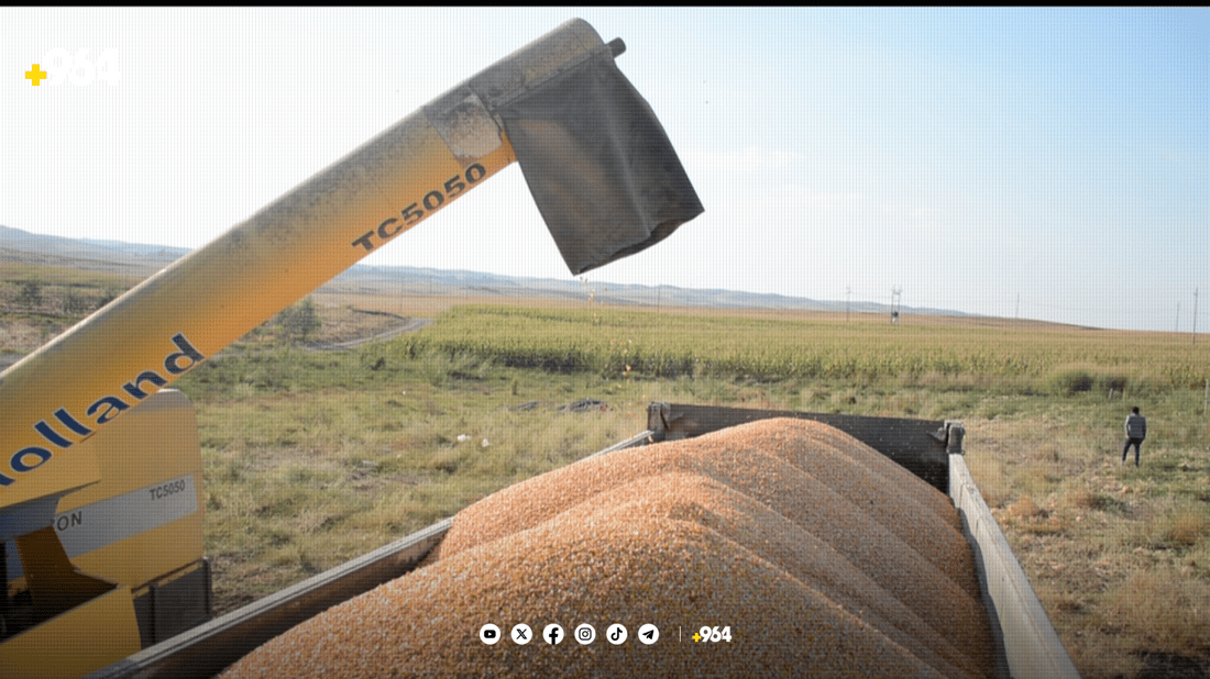 لە سنووری بەردەڕەش دروێنەی گەنمە شامی دەستیپێکرد