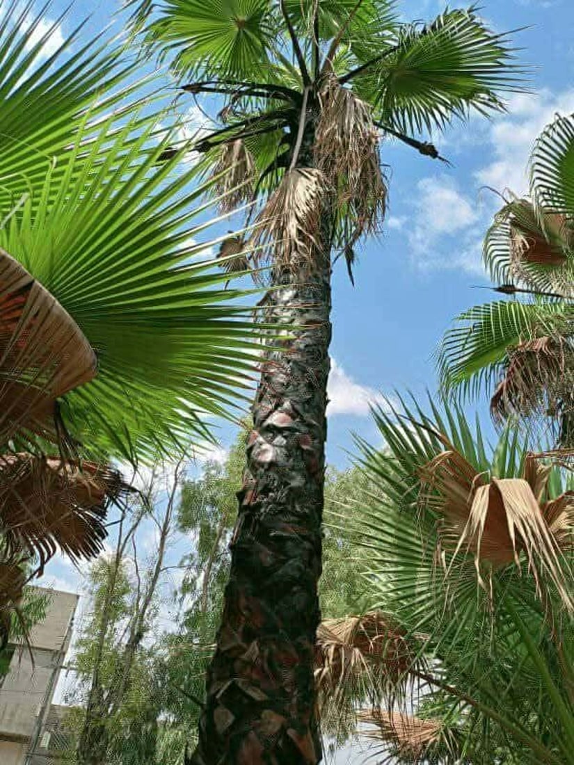 رێكخراوێكی ژینگه‌یی: چه‌ند درەختێكى واشنتۆنیا له‌ ناو ناحیه‌ى ته‌كیه‌ شێوێندراون