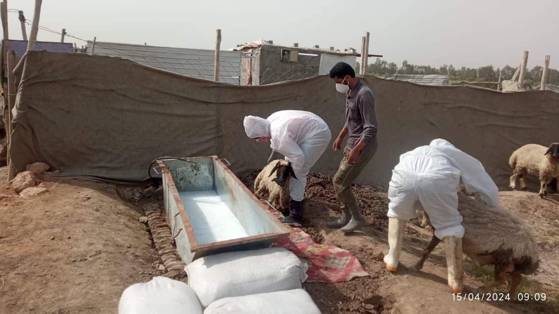 مرض صامت قد لا تشعرون به.. بابل تحذر من اللحوم في الأماكن غير المجازة