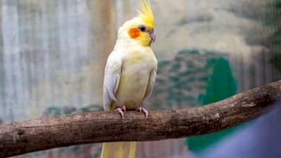 السليمانية: القبض على عشريني سرق 11 زوجاً من “طيور الكوكتيل”