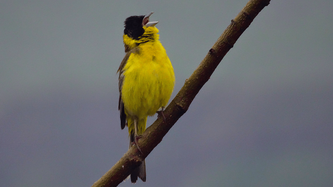 باڵندەکانی پشدەر رەنگی بەهاریان هێناوە