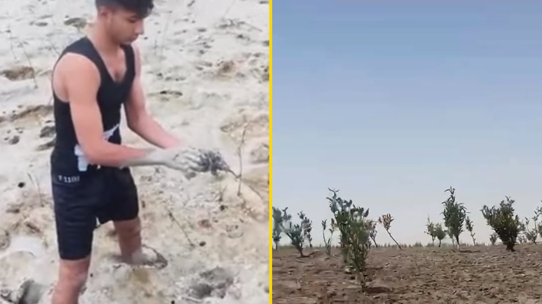 أشجار البصرة العجيبة لا تموت على البحر.. المهندسة نور أرسلت لنا فيديو المانغروف
