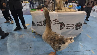 قازێکی گەورە و سەرزل لە زانکۆی سلێمانی نمایش کراوە