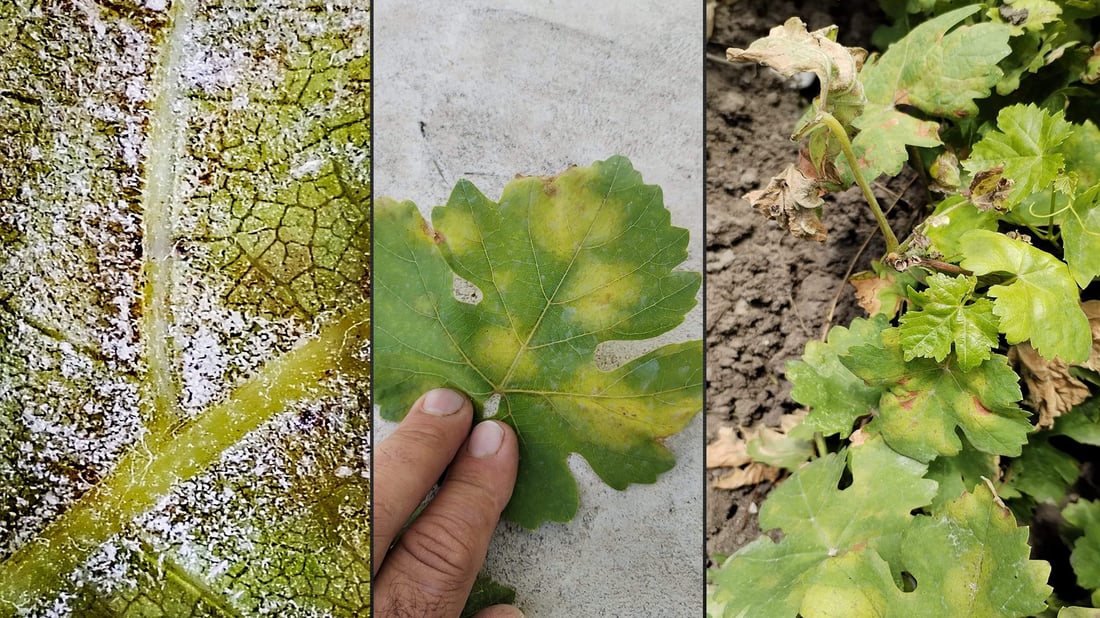 کەڕوویەک بەرۆکی دار مێووەکانی گرتووە کە بۆ یاپراخ سەریان دەرهێناوە