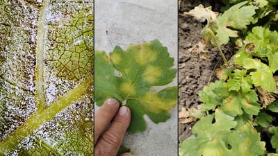 کەڕوویەک بەرۆکی دار مێووەکانی گرتووە کە بۆ یاپراخ سەریان دەرهێناوە