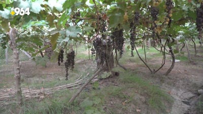 رغم ان الطائرات رشت المبيد على البساتين.. الحلة تخسر موسم العنب بسبب فايروس (صور)